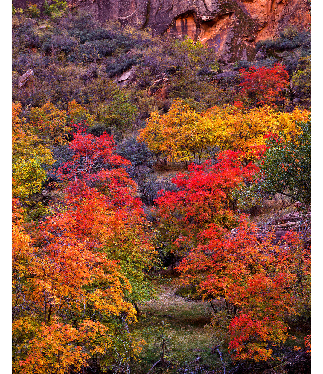 Southwest Fall Colors - Legacy Editions Art Prints - Richard Stefani - fine art photograph- Stefani Fine Art