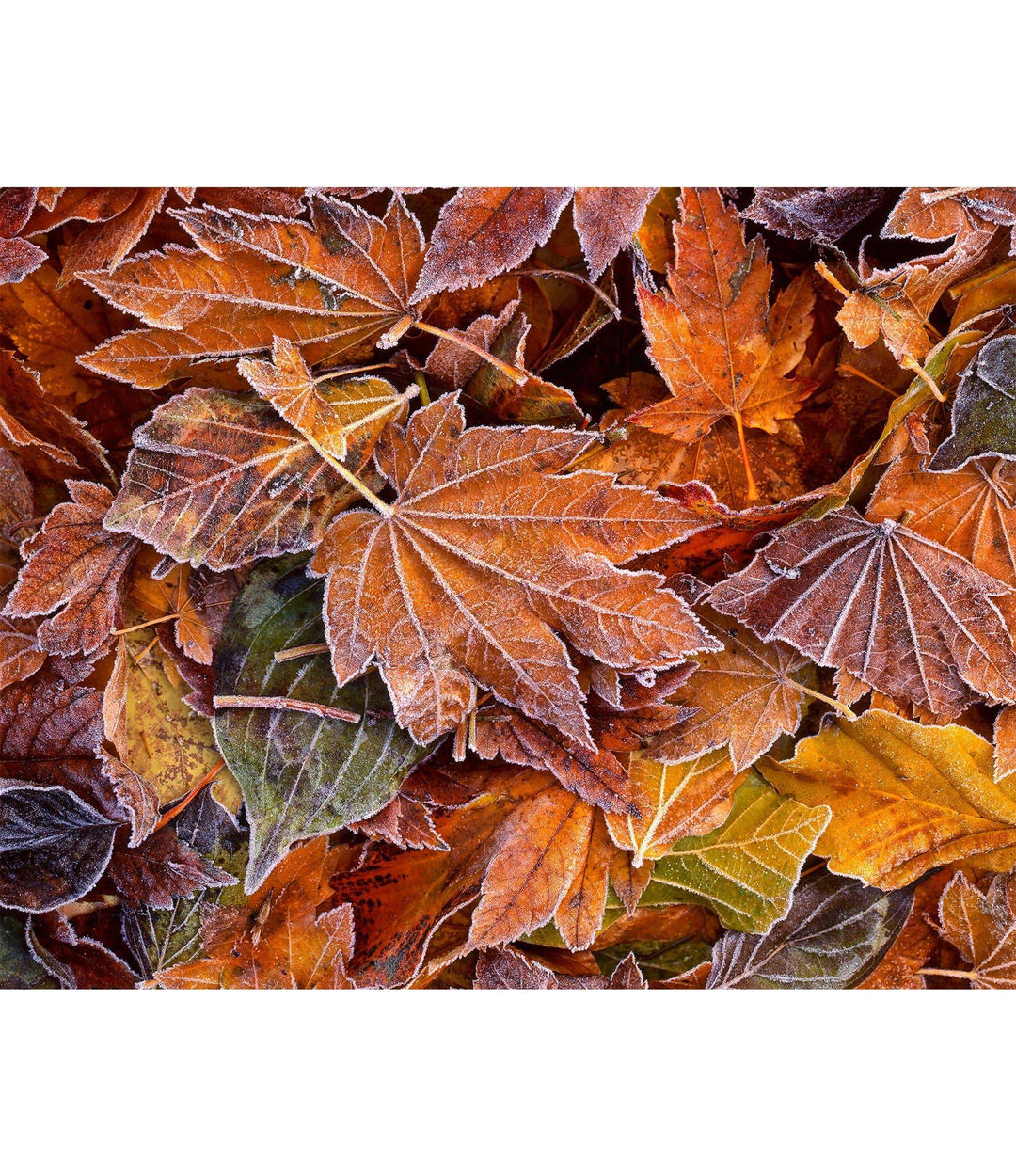 Autumn's First Frost - Open Editions - Richard Stefani - Stefani Fine Art