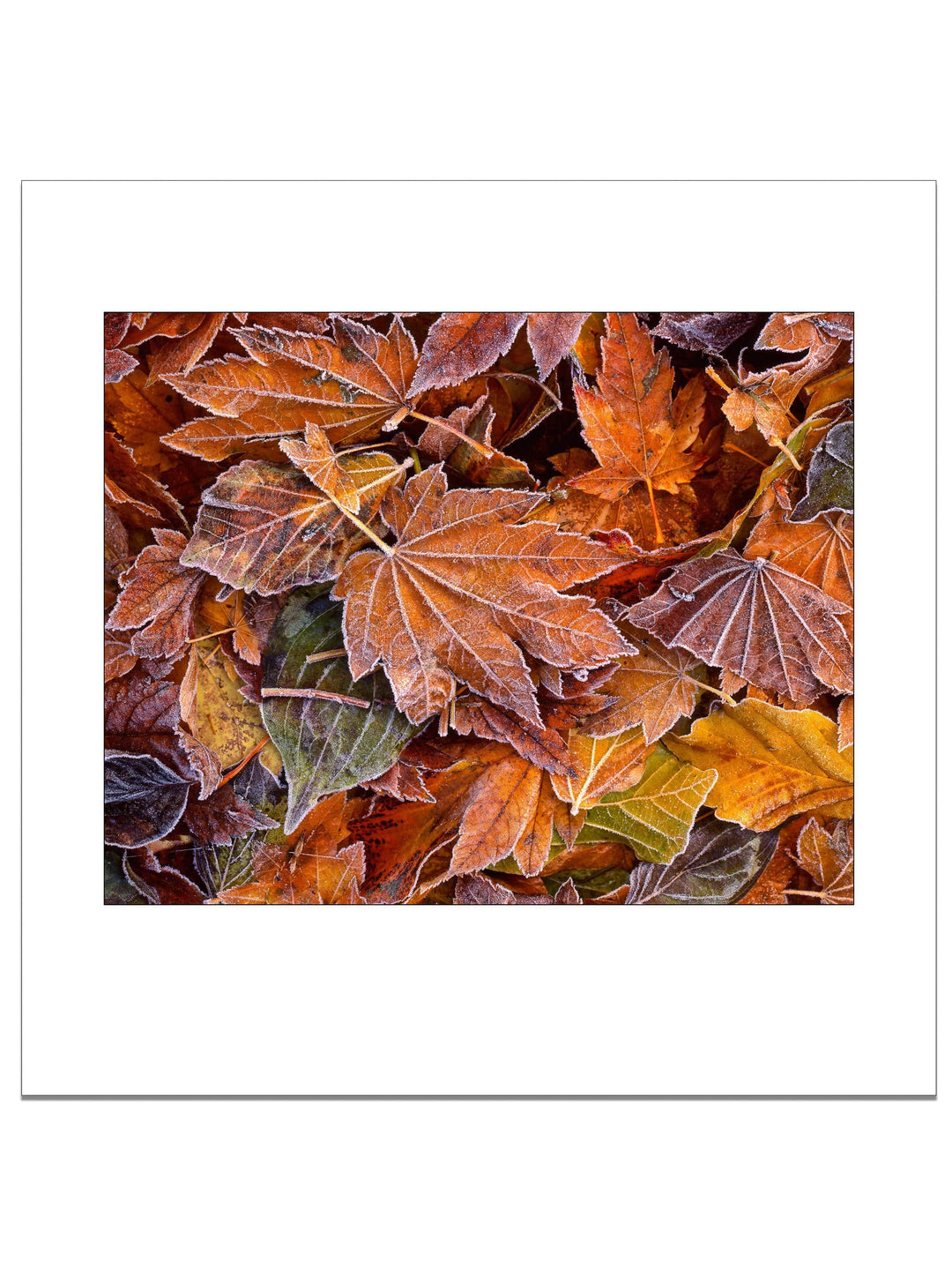 Autumn's First Frost Square Edition - Square Editions - Richard Stefani - Stefani Fine Art