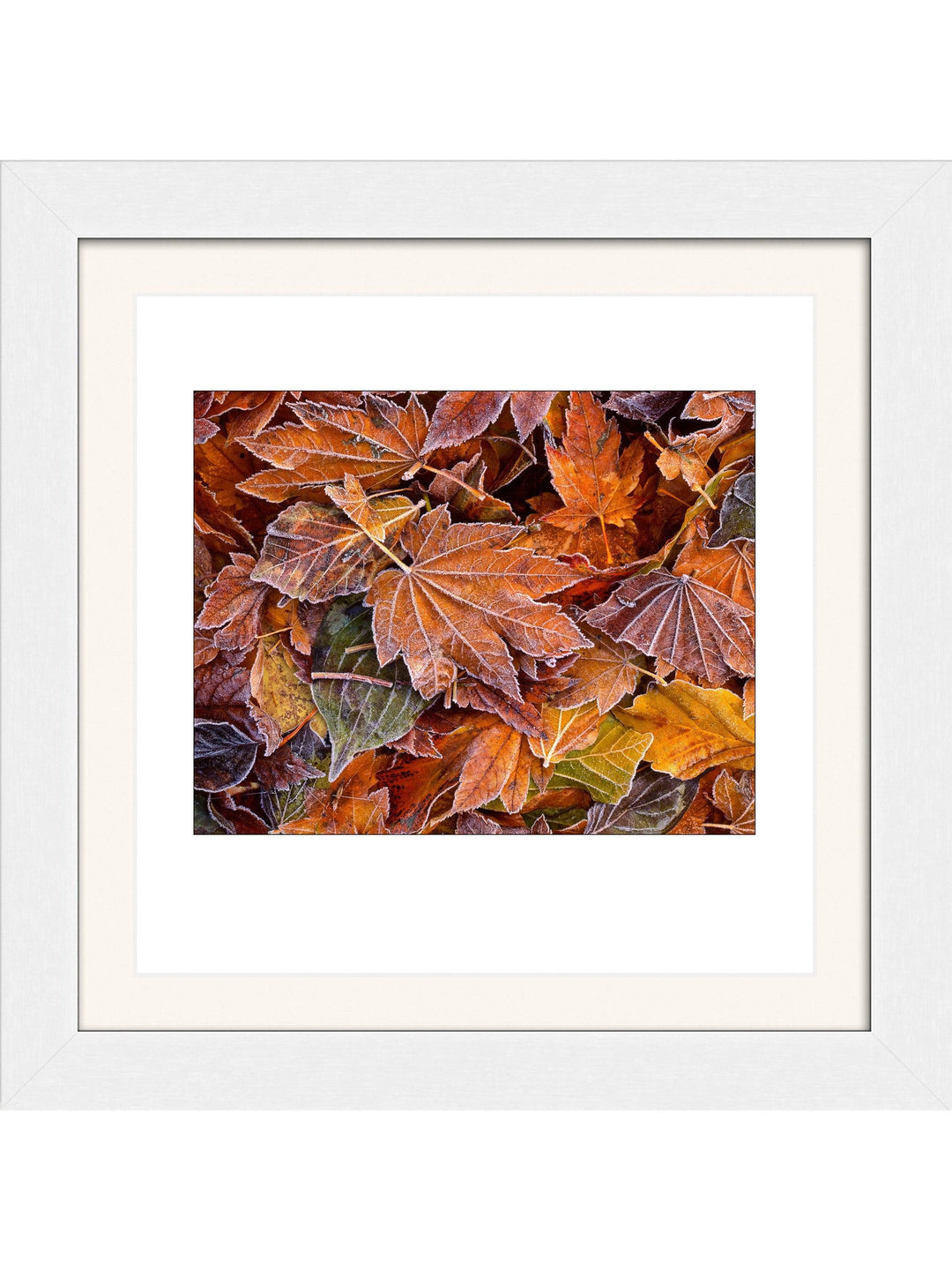 Autumn's First Frost Square Edition - Square Editions - Richard Stefani - Stefani Fine Art