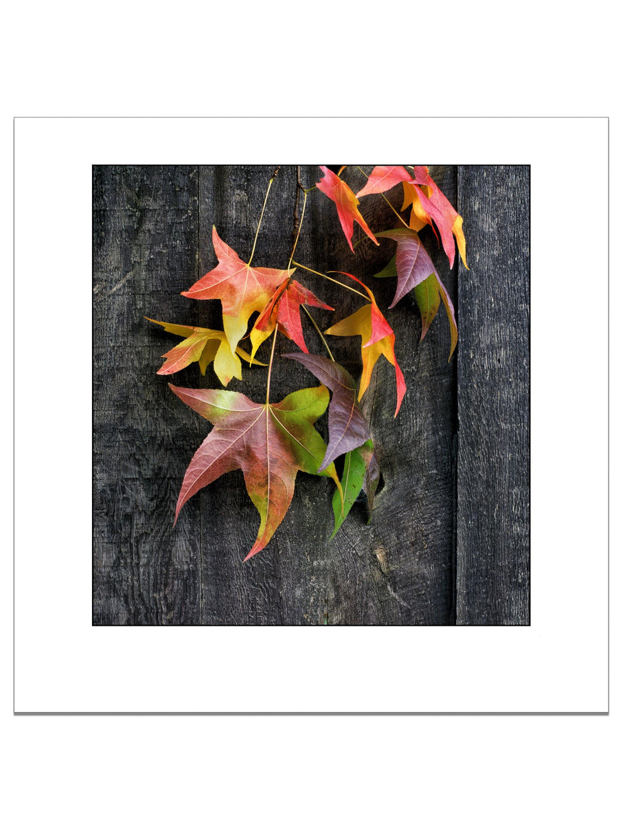 Fall Leaves Square Square Edition - Square Editions - Richard Stefani - Stefani Fine Art